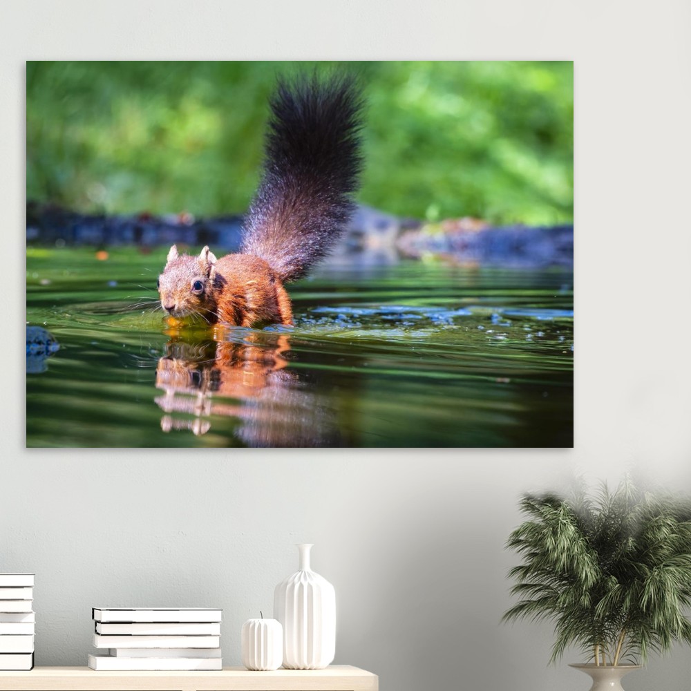 Red Squirrel sun lit in water - Fine art print - Image 4