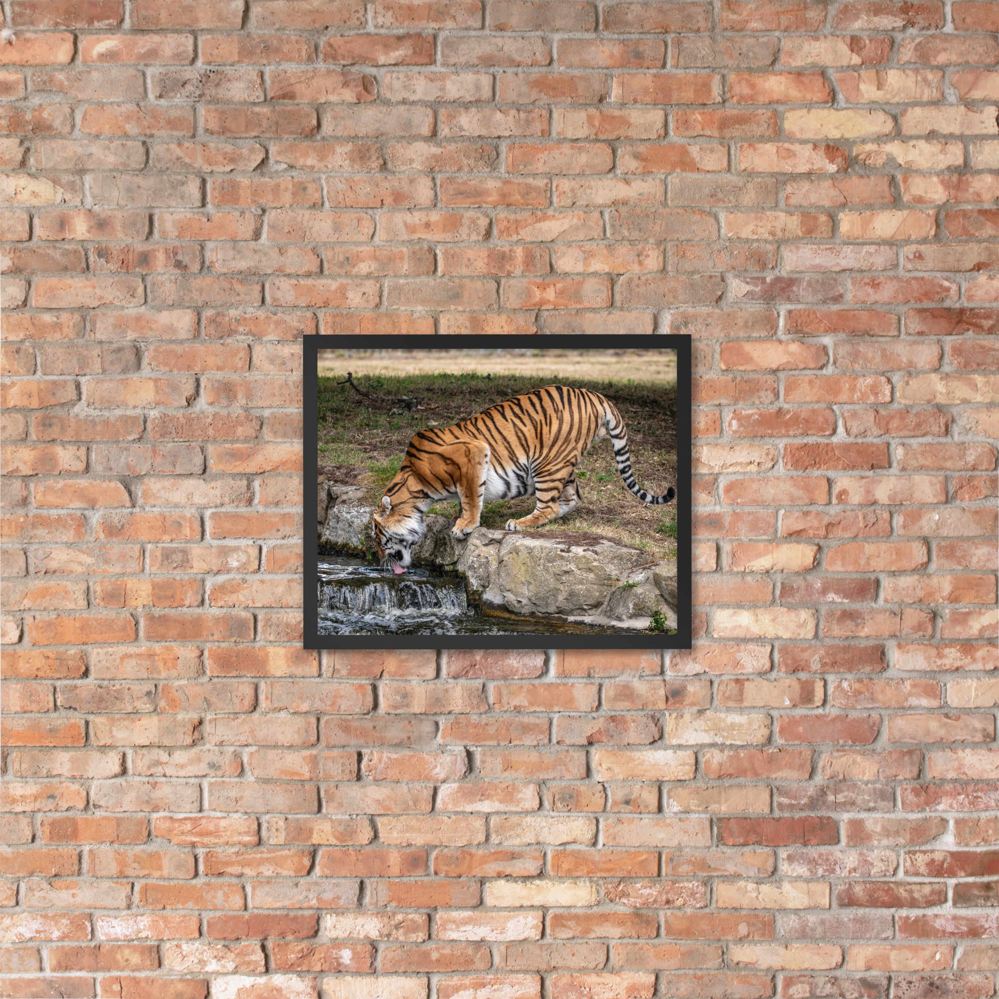 Amur Tiger drinking - Framed fine art print - Image 3