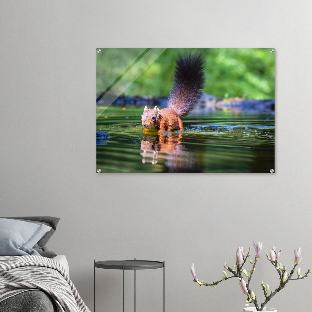 Red squirrel sun lit in water- Acrylic fine art print - Image 3