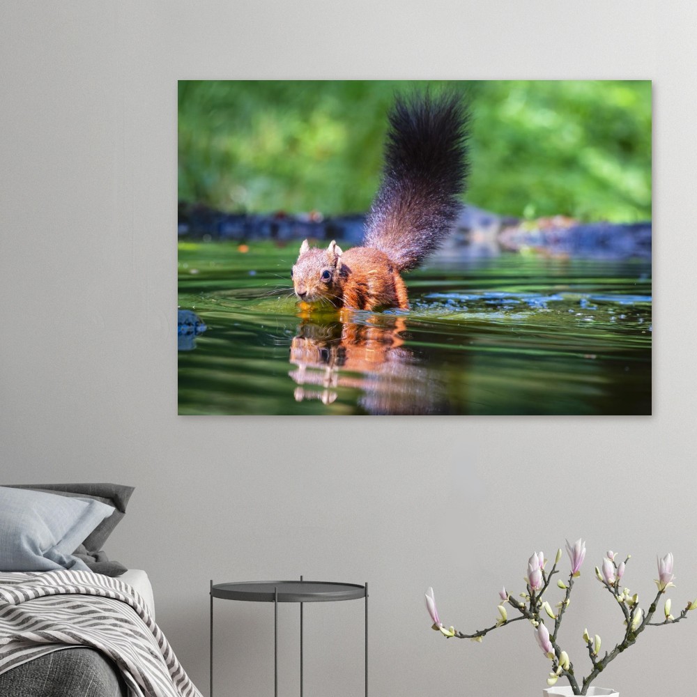 Red Squirrel sun lit in water - Fine art print - Image 6