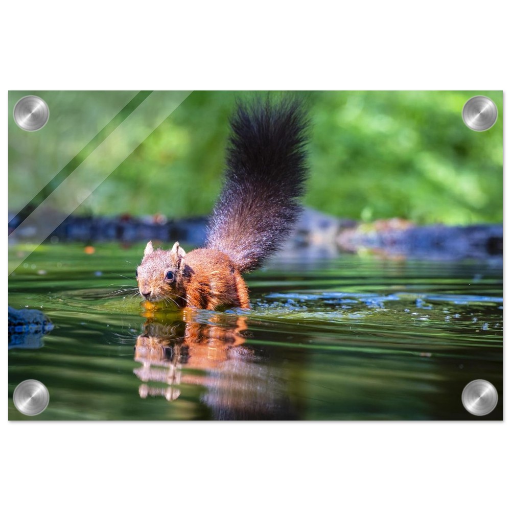 Red squirrel sun lit in water- Acrylic fine art print