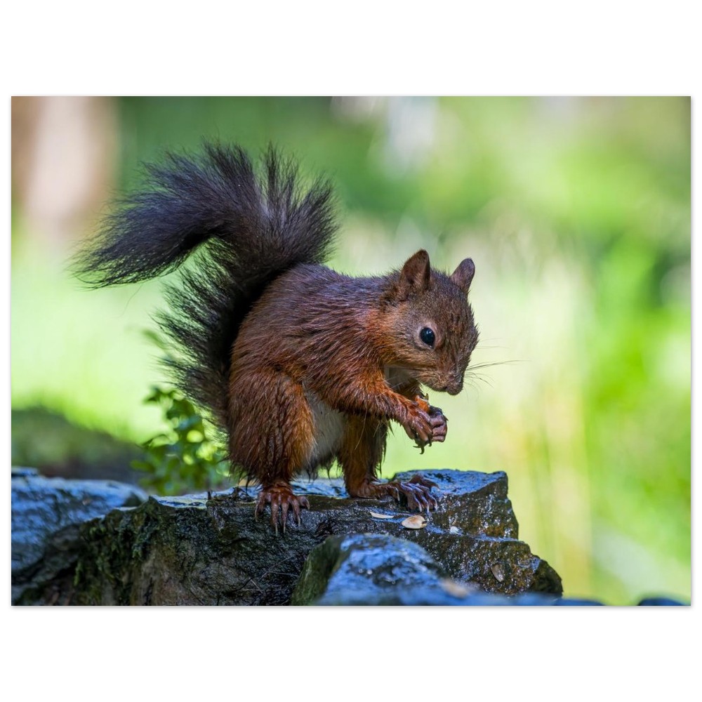 Squirrel With An Acorn - Fine Art Print - Image 8