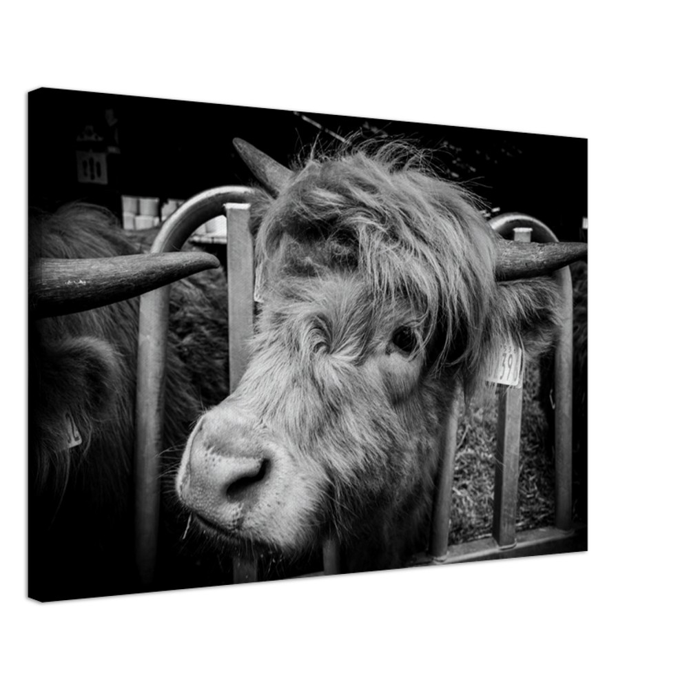 Highland Cow B&W - Fine art Canvas print - Image 9