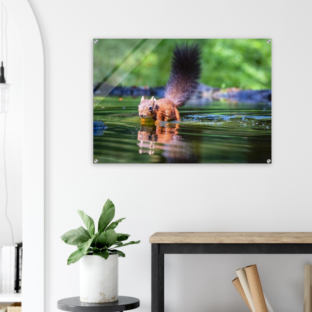 Red squirrel sun lit in water- Acrylic fine art print - Image 6