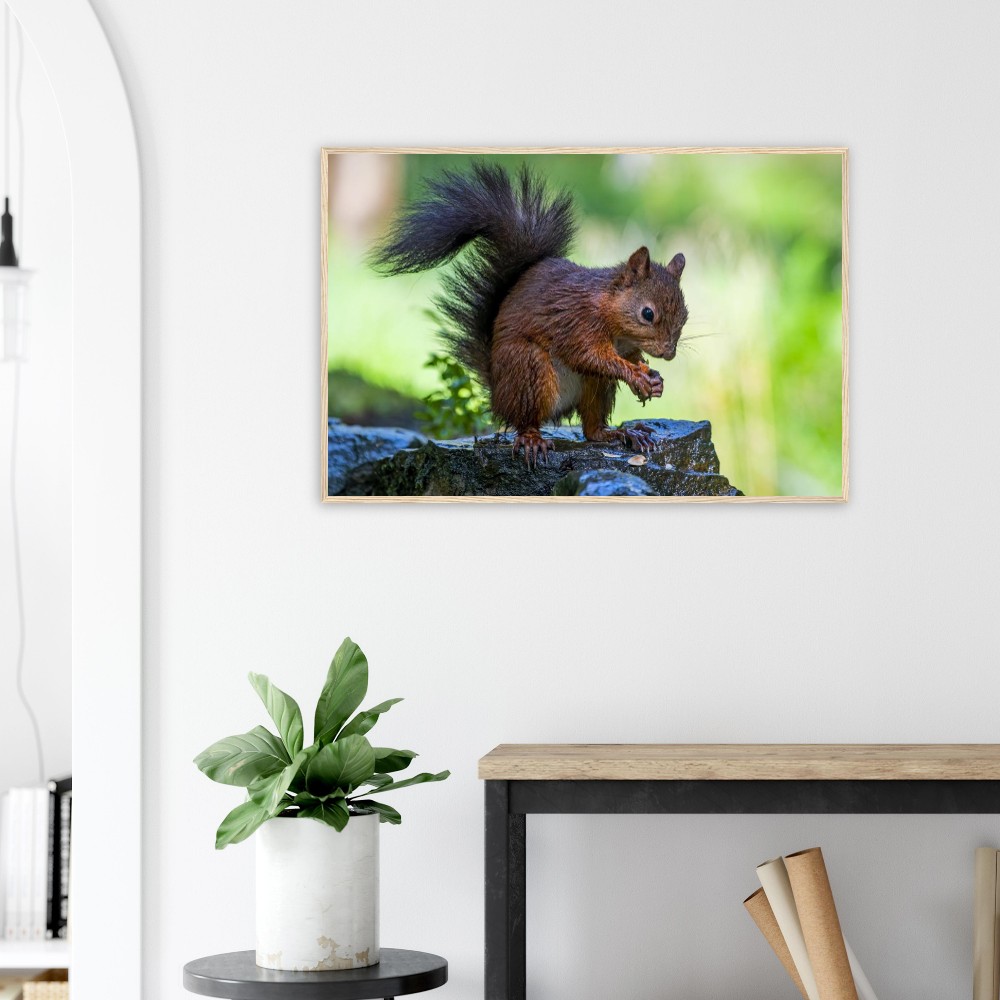 Red Squirrel With An Acorn - Fine art Wooden Framed Poster - Image 4
