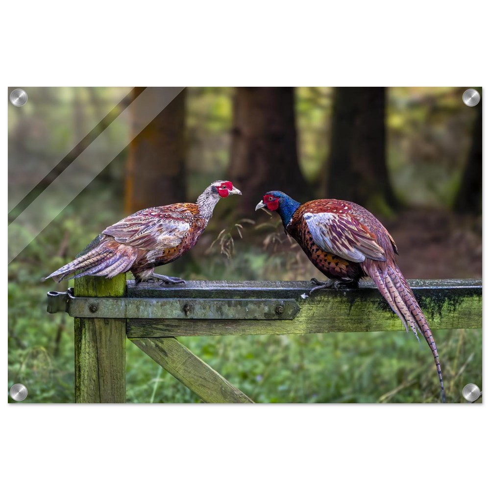 A Brace of Pheasants - Acrylic Fine Art Print - Image 11