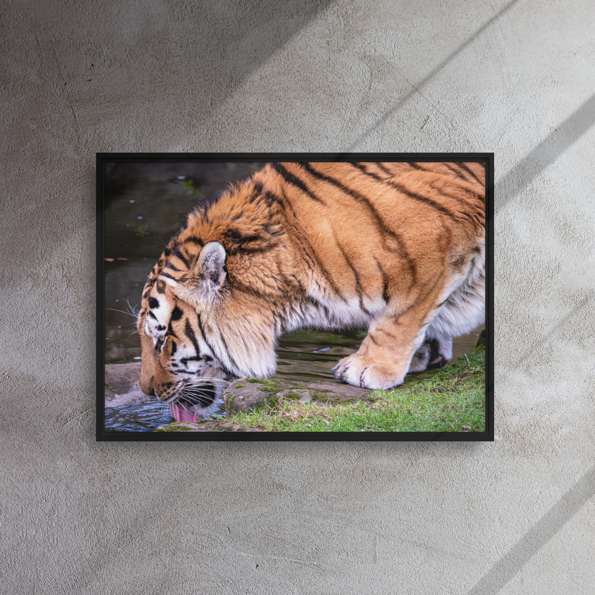 Male Amur Tiger - Framed canvas fine art print - Image 3