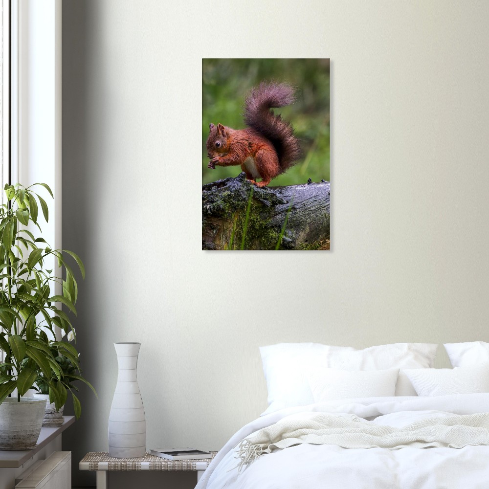 Red Squirrel - Canvas Print - Image 3