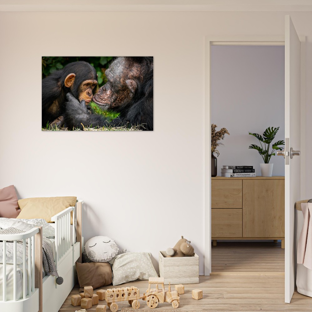 A tender Chimpanzee moment - Aluminum fine art print - Image 3