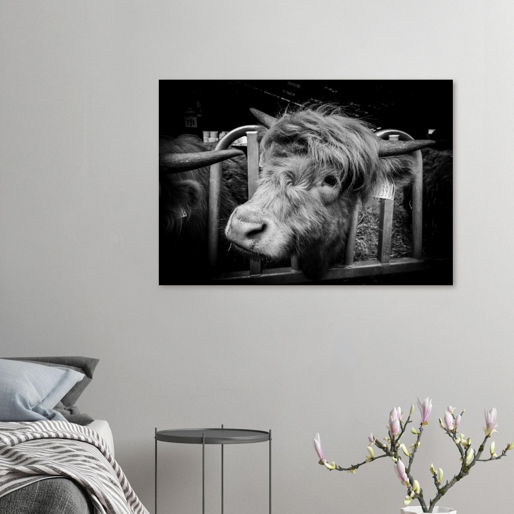 Highland cow B&W - Aluminum Fine Art Print - Image 4
