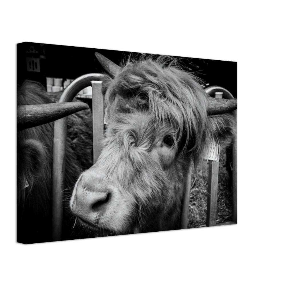 Highland Cow B&W - Fine art Canvas print - Image 5