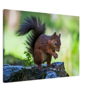 Red Squirrel With An Acorn - Fine art Canvas print