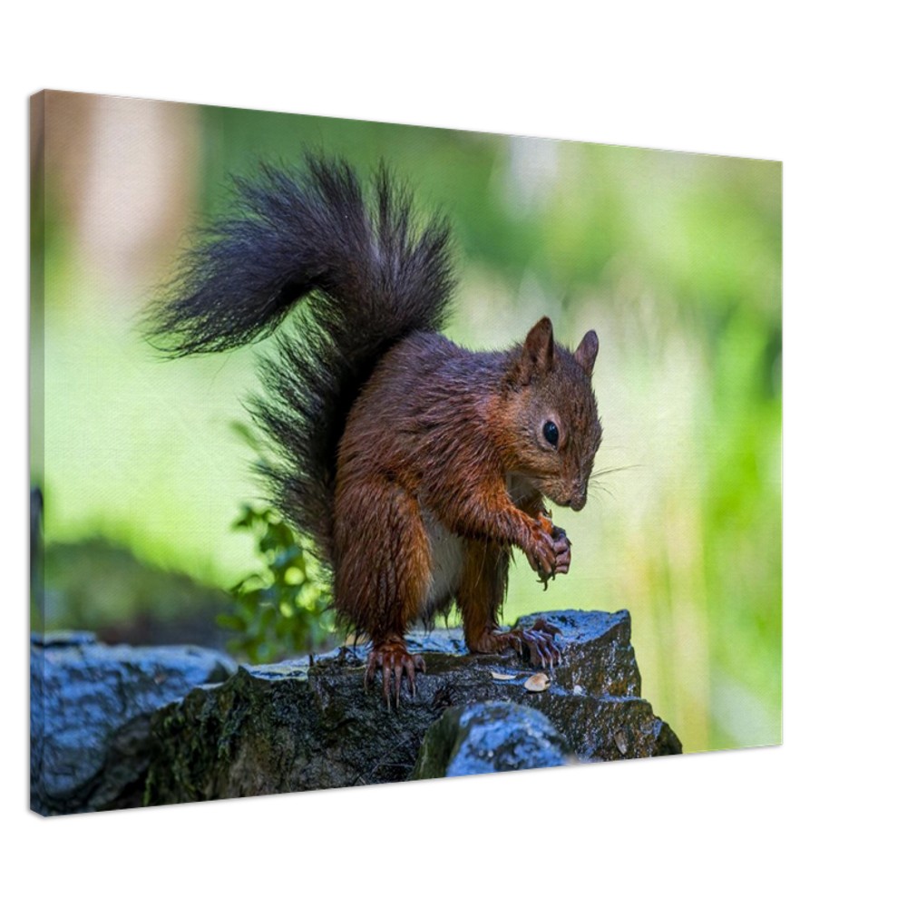 Red Squirrel With An Acorn - Fine art Canvas print