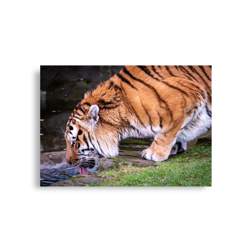 Male Amur Tiger - Fine art print
