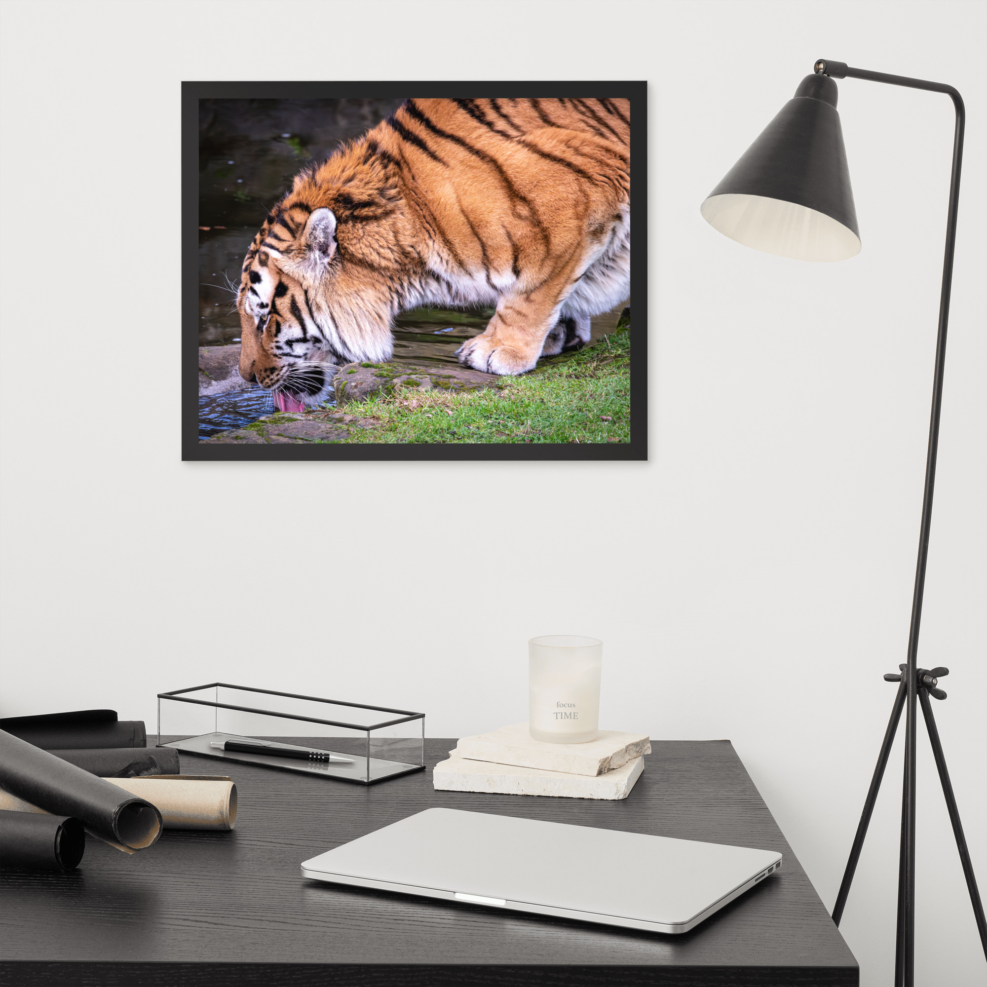 Male Amur Tiger - Framed fine art print - Image 9