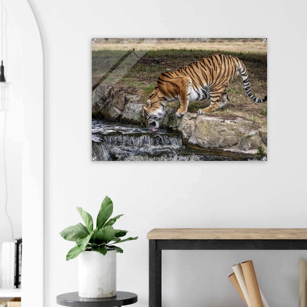 Amur Tiger Drinking - Acrylic fine art print - Image 4