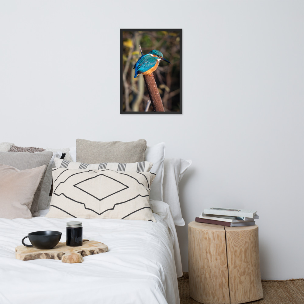 Kingfisher on a Bullrush - Framed fine art print - Image 5
