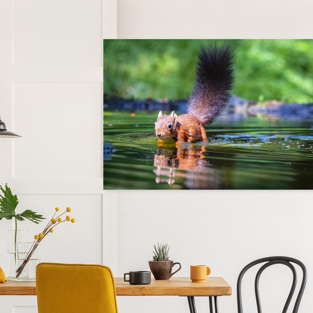 Red Squirrel sun lit in water - Fine art print - Image 5