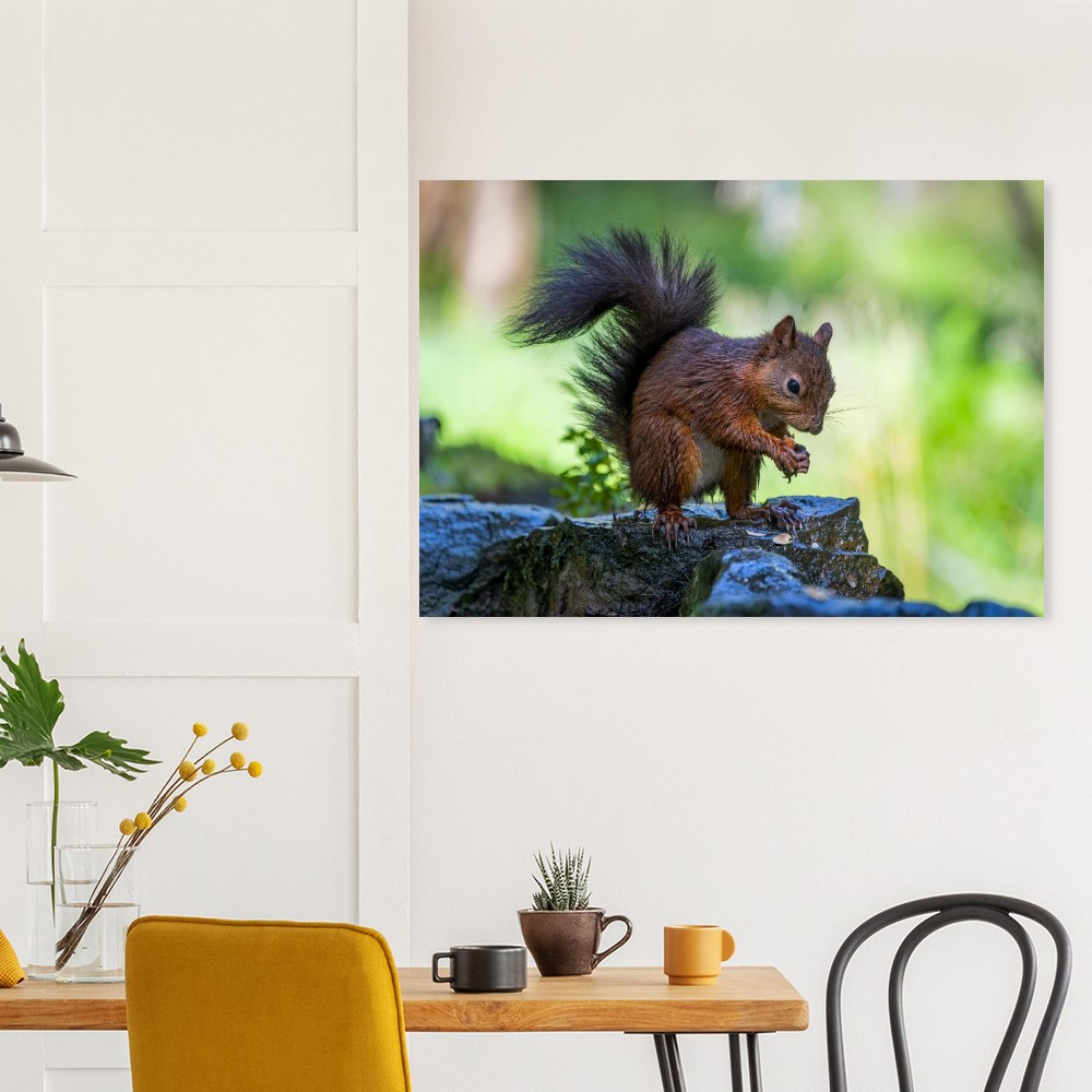 Squirrel With An Acorn - Aluminum Fine Art Print - Image 5