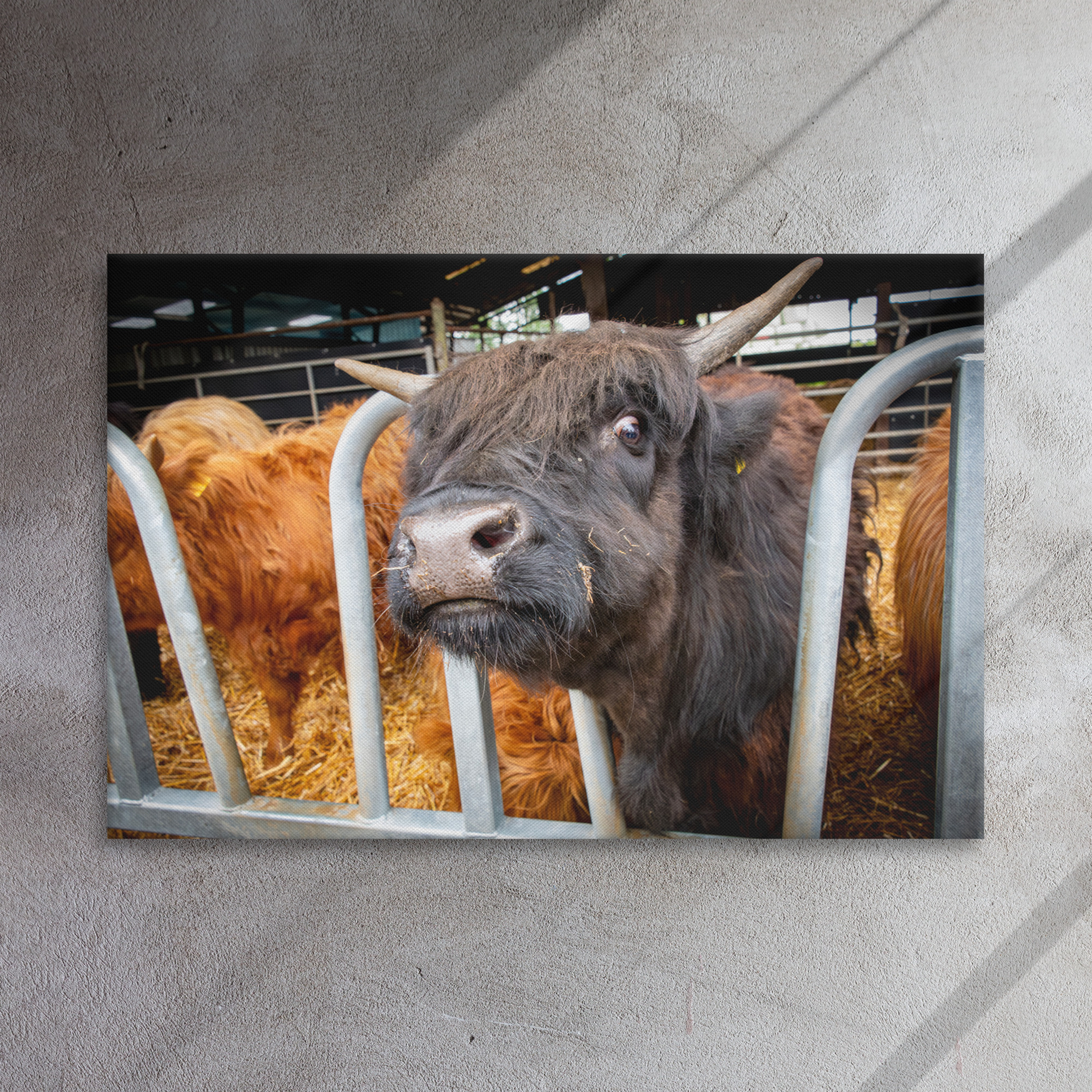 Black Highlan Cow - Thin canvas fine art print - Image 3
