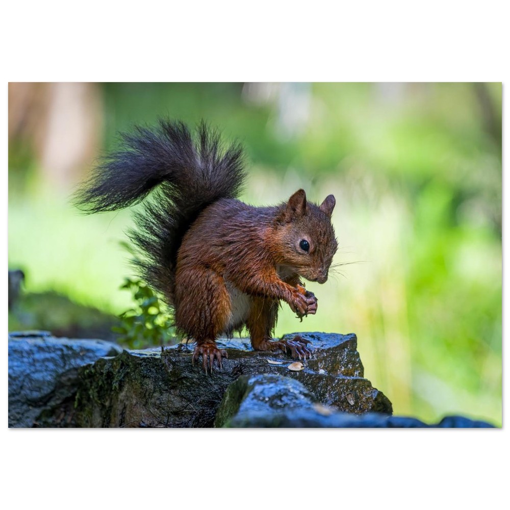 Squirrel With An Acorn - Fine Art Print - Image 24