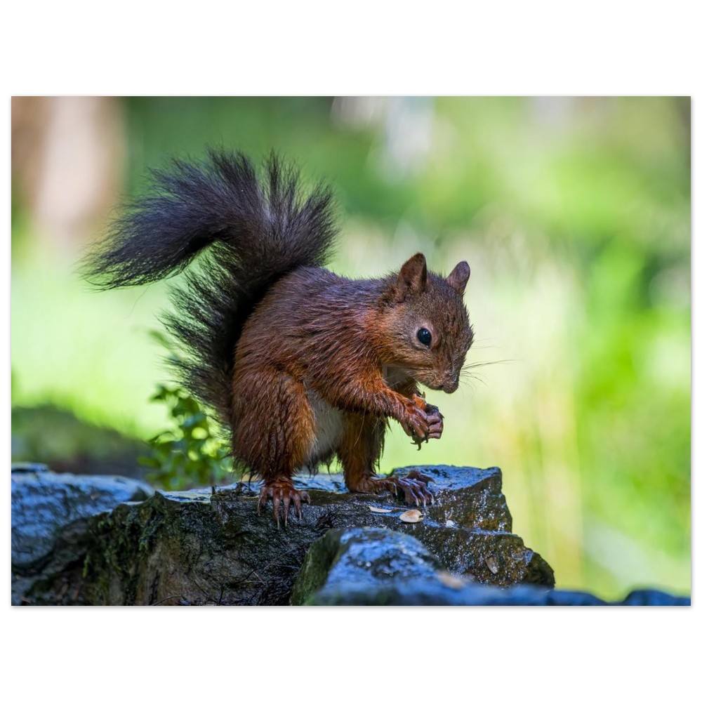 Squirrel With An Acorn - Fine Art Print - Image 19