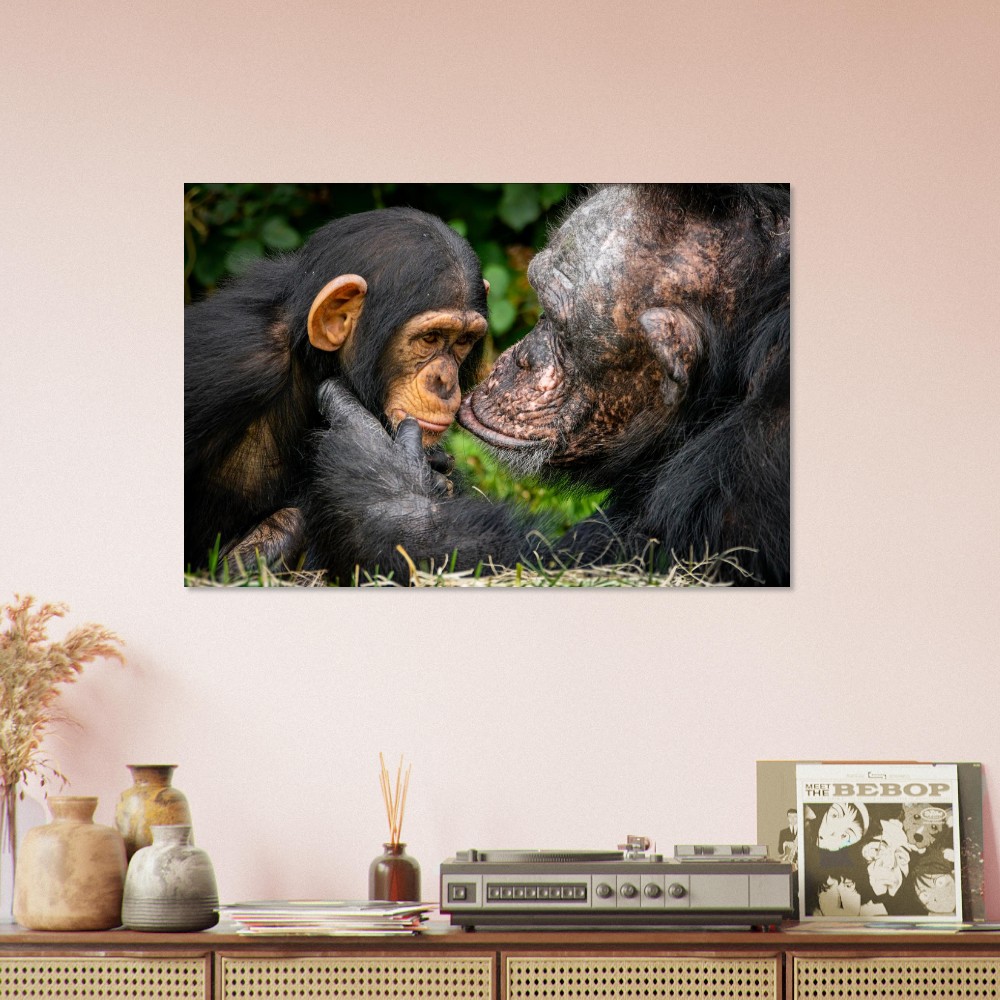 A tender Chimpanzee moment - Aluminum fine art print - Image 4