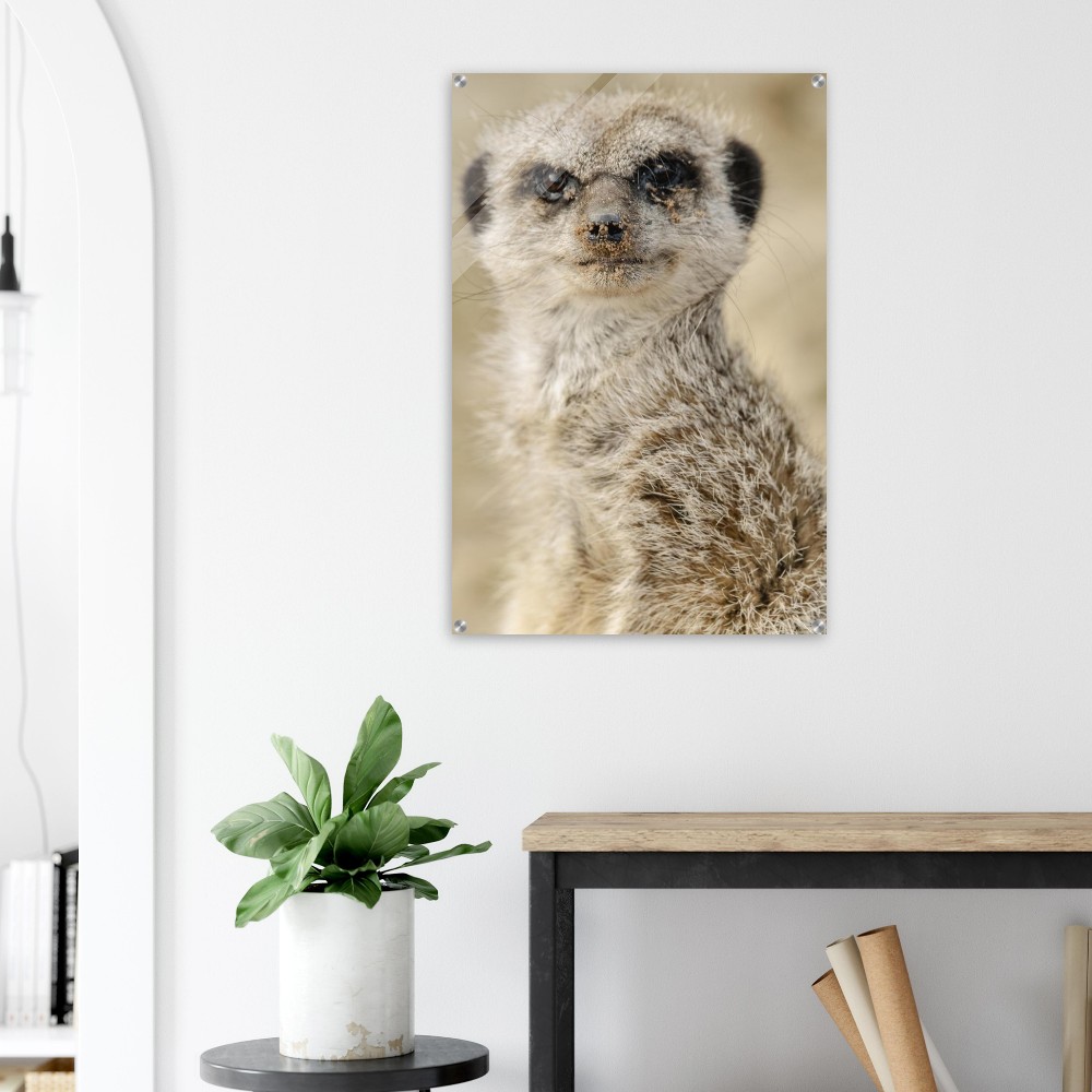 Dreamy Meercat - Acrylic fine art print - Image 5