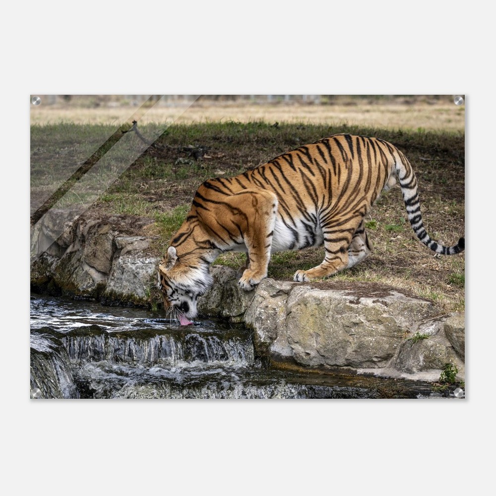 Amur Tiger Drinking - Acrylic fine art print - Image 3