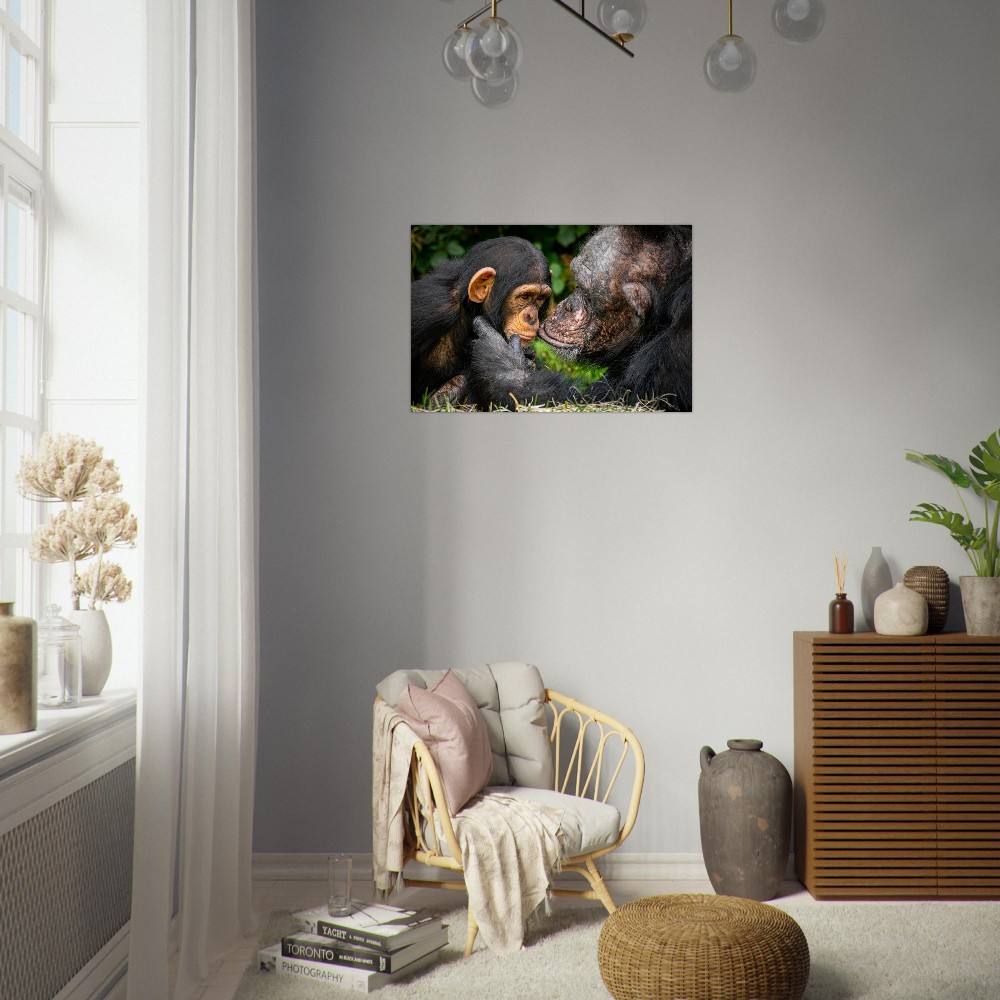 A tender Chimpanzee moment - Aluminum fine art print - Image 2