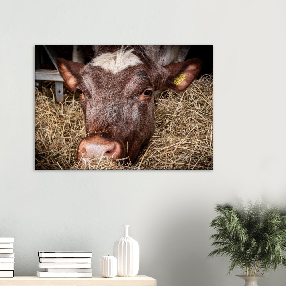 Hungry Cow - Fine art Canvas print - Image 5