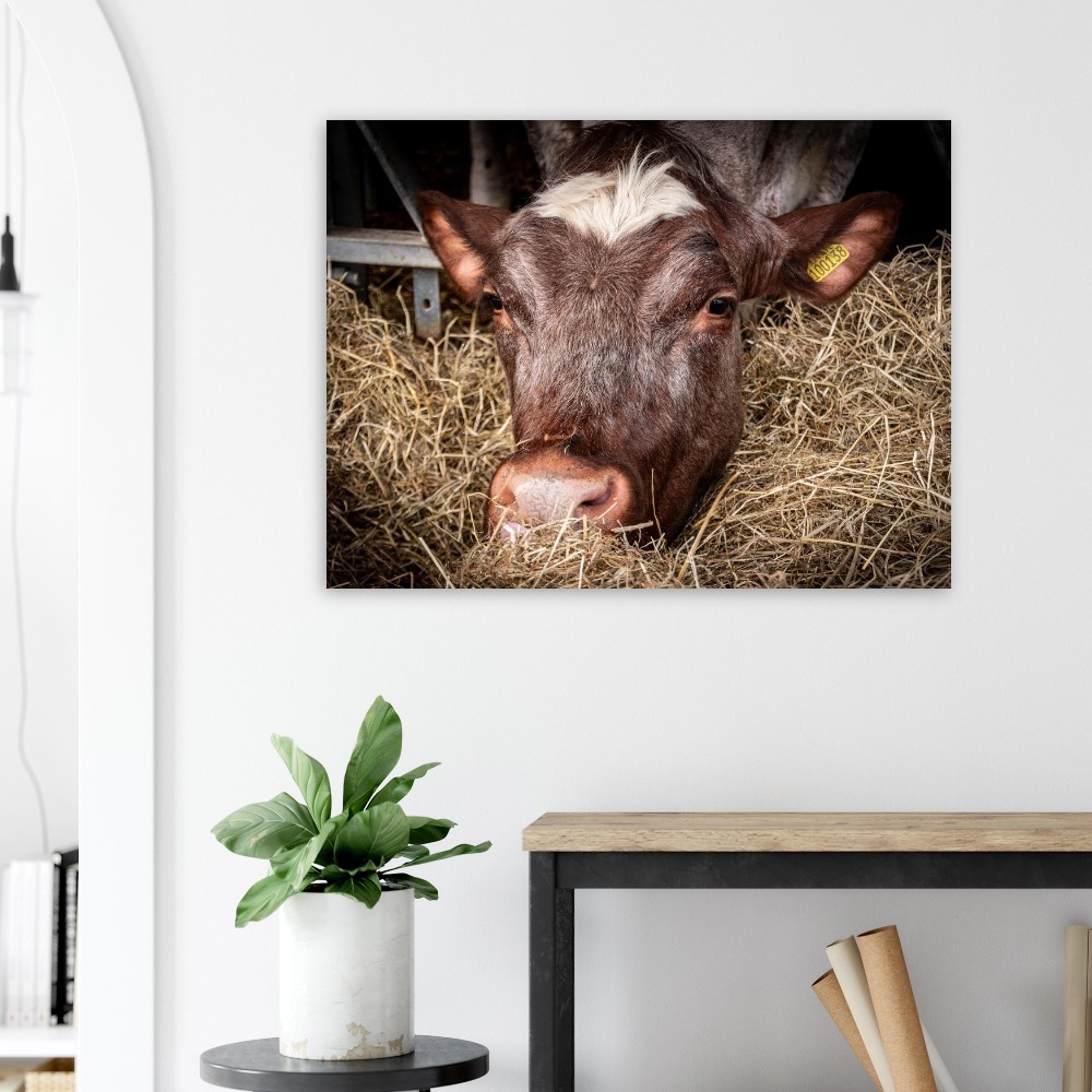 Hungry Cow - Fine Art Print - Image 3