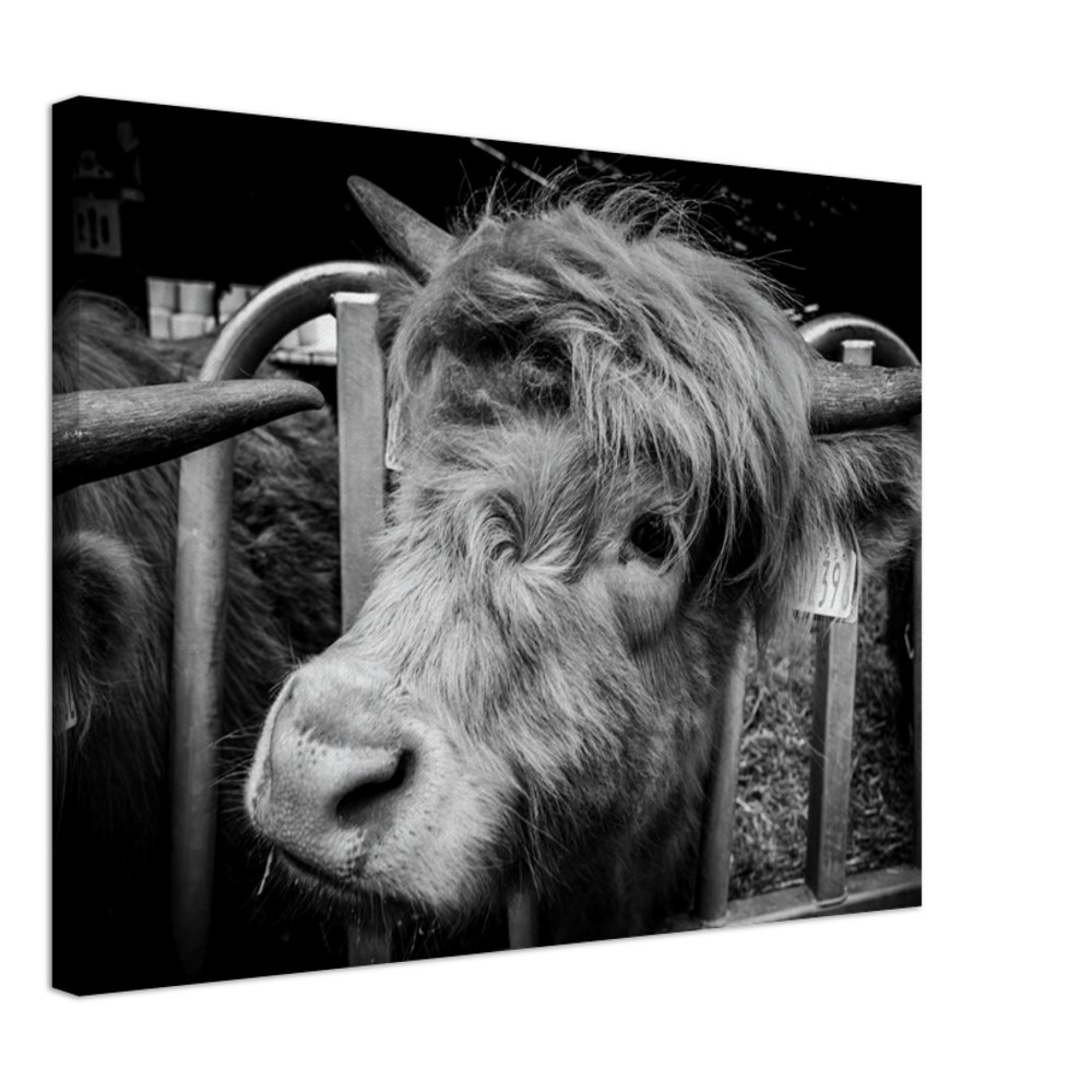 Highland Cow B&W - Fine art Canvas print - Image 7
