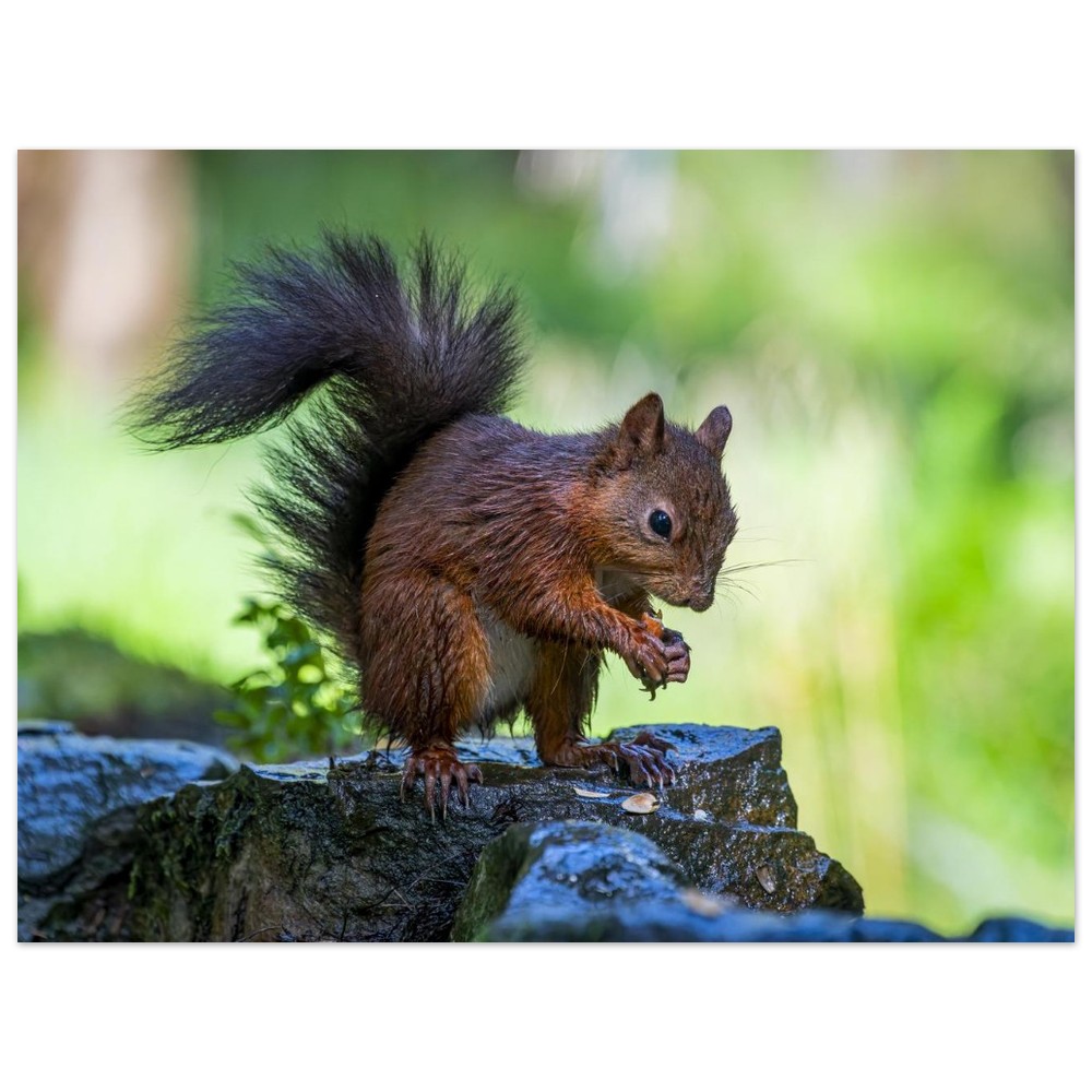 Squirrel With An Acorn - Aluminum Fine Art Print - Image 8