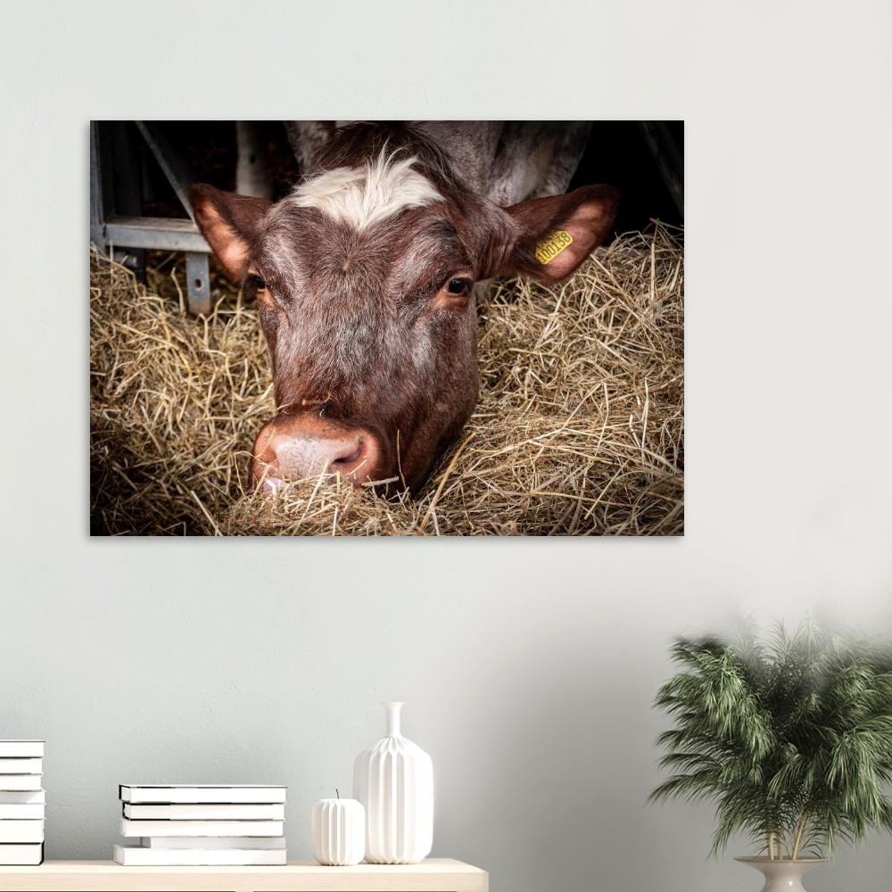 Hungy Cow - Aluminum Fine Art Print - Image 6