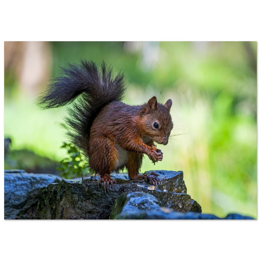 Squirrel With An Acorn - Fine Art Print - Image 21