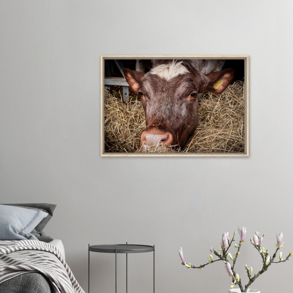 Hungry Cow - Framed Canvas - Image 5