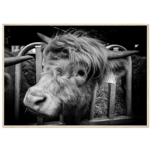 Highland Cow B&W -  Wooden Framed Print