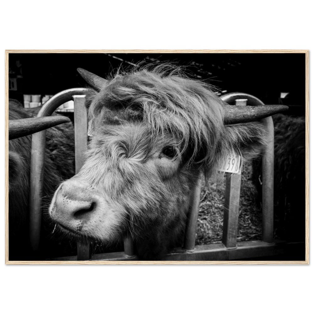 Highland Cow B&W - Wooden Framed Print