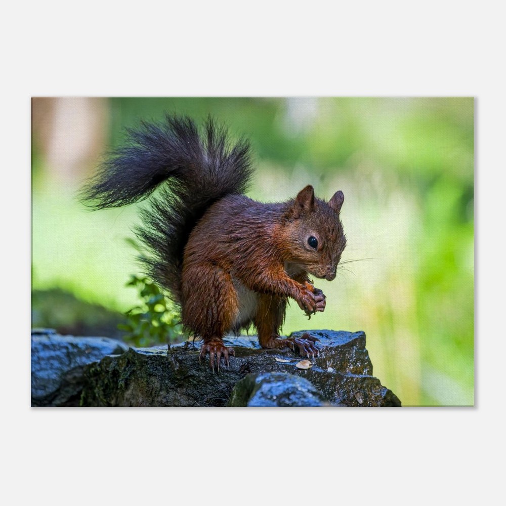 Red Squirrel With An Acorn - Fine art Canvas print - Image 3