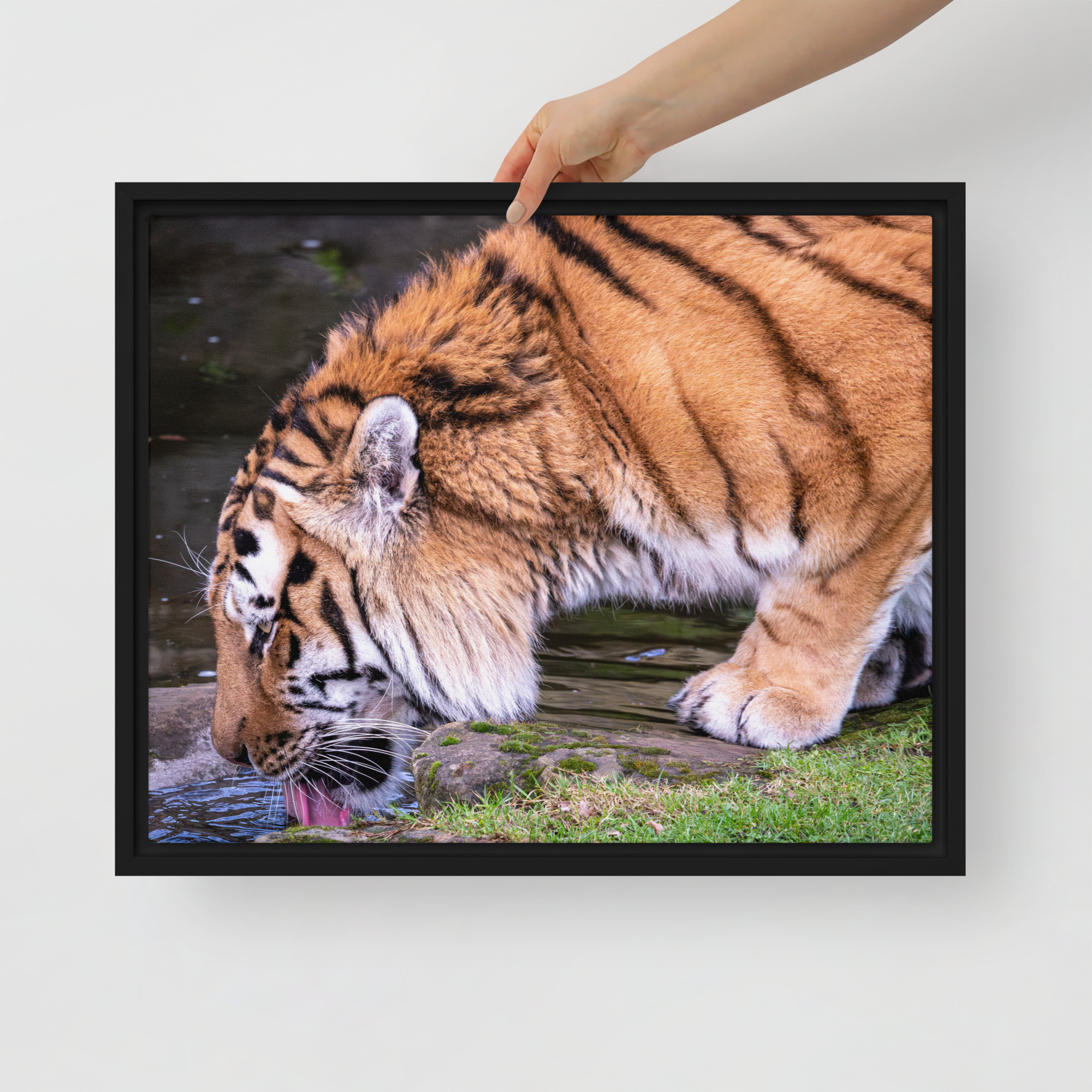 Male Amur Tiger - Framed canvas fine art print - Image 2