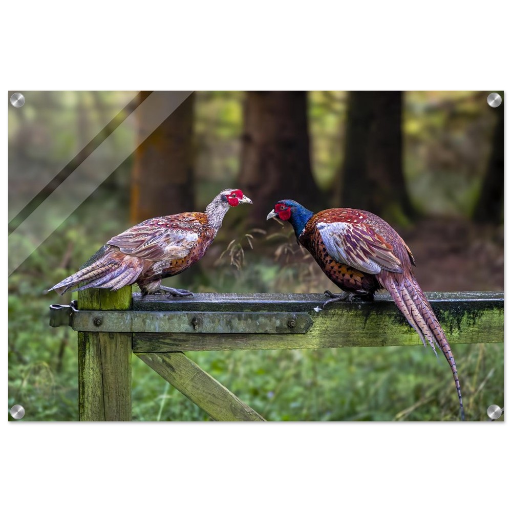 A Brace of Pheasants - Acrylic Fine Art Print - Image 14