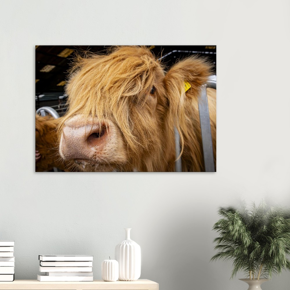 Highland Cow Close - Fine art Canvas print - Image 2