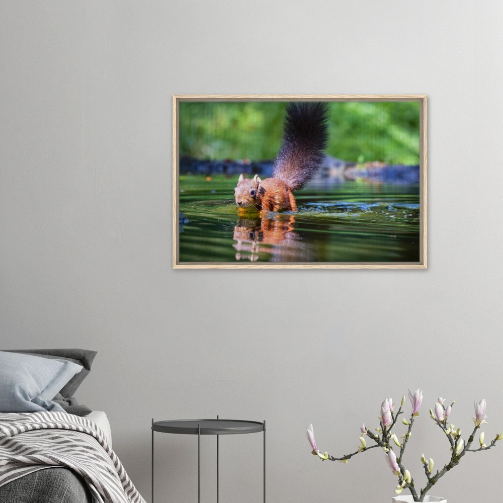 Red Squirrel sun lit in water - Fine art Framed Canvas - Image 3