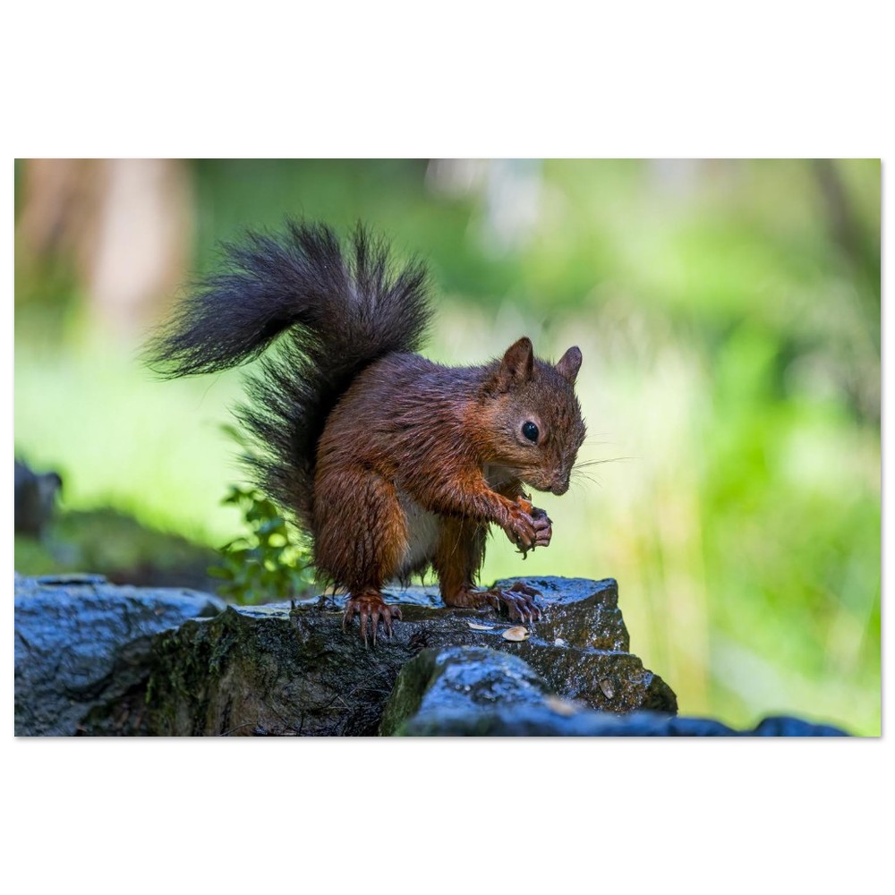 Squirrel With An Acorn - Aluminum Fine Art Print - Image 14