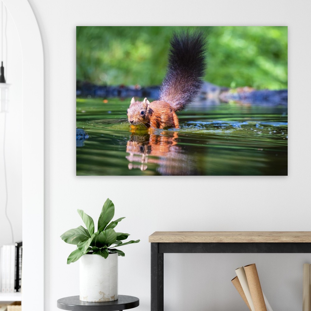 Red Squirrel sun lit in water - Fine art print - Image 2