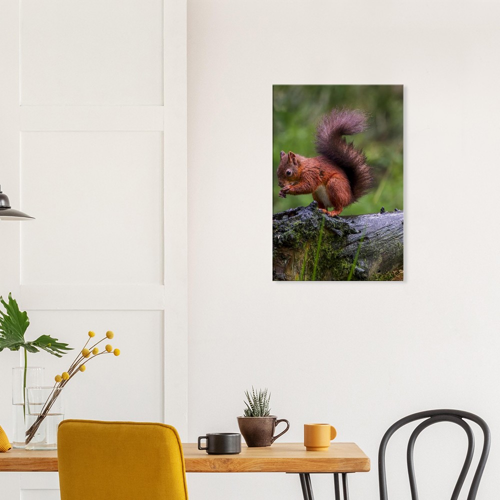Red Squirrel - Canvas Print - Image 4