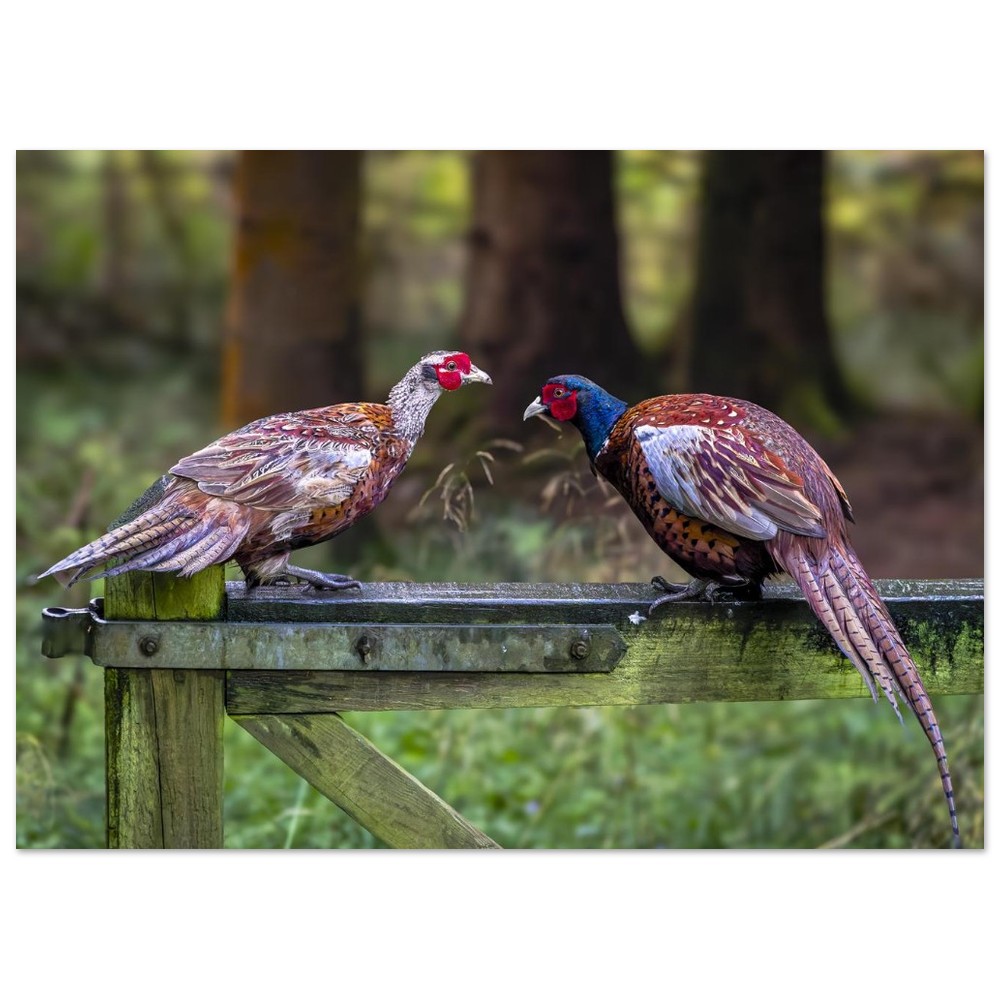 Brace Of Pheasants - Fine Art Print - Image 7