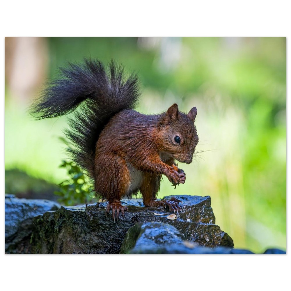 Squirrel With An Acorn - Fine Art Print - Image 11