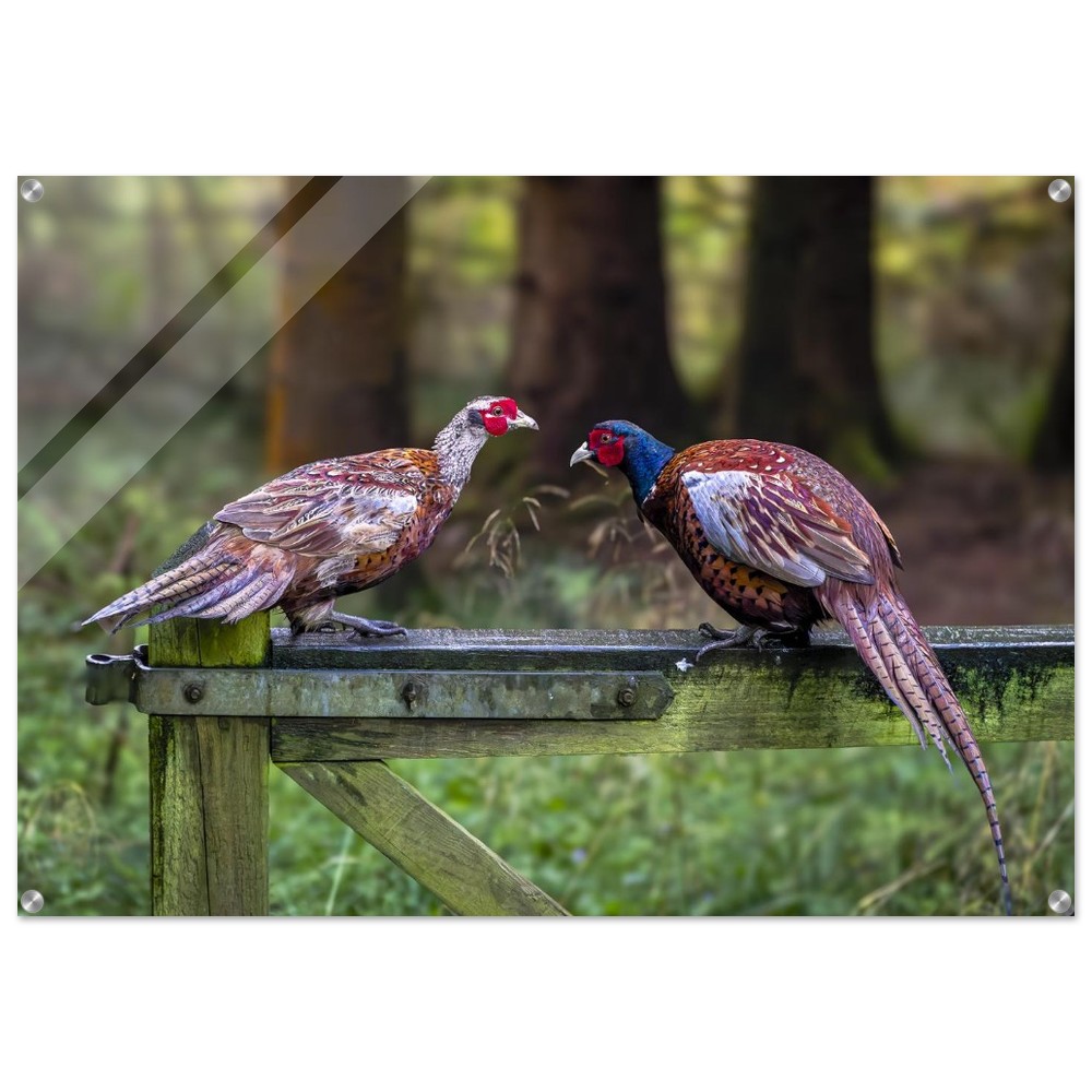 A Brace of Pheasants - Acrylic Fine Art Print